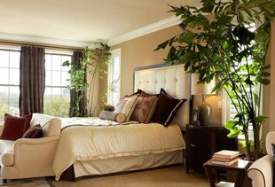 床头放什么植物风水好,文竹放在床头好吗？