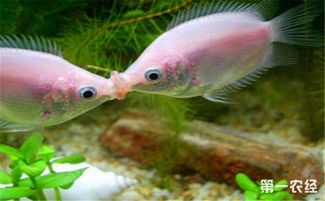 接吻鱼可以和什么鱼混养 适合与接吻鱼混养的鱼类