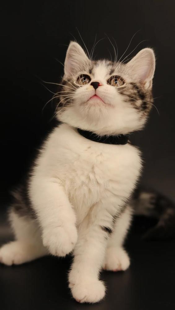 幺社猫咪领养第一期 英短蓝白 英短黑色 美短虎斑 起司猫 布偶猫等