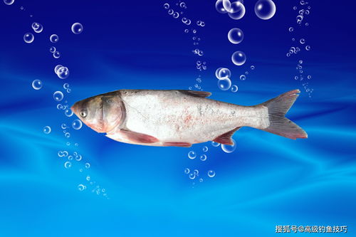 鲫鱼 鲤鱼 草鱼 鲢鱼 青鱼和罗非鱼各自喜欢的饵料味型
