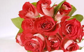 玫瑰所有品种花语大全,魅力绽放：玫瑰花语大全及传说