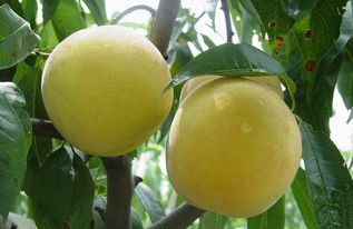 中国三大黄桃产地 中国最好吃的黄桃排名