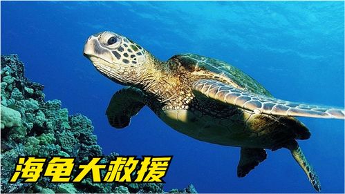 海龟真的会向人类求助吗(海龟会找人类帮助吗)