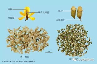 草木染 中国古代绝美的自然染色技法 步骤教程