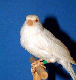 芙蓉鸟的品种类型 