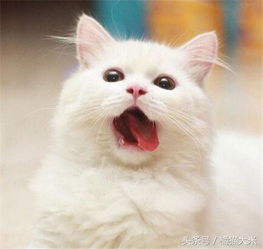 猫咪为什么会吐舌头 