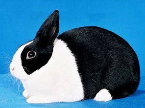 荷兰兔 搜狗百科 