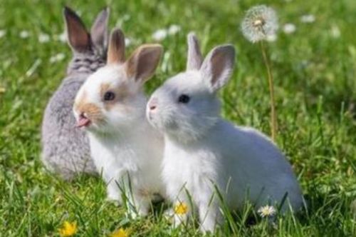 两个属兔的人适合做夫妻吗75和99(两个属兔的人能在一起吗)