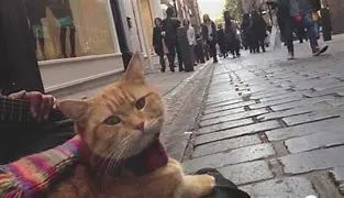电影丨流浪猫鲍勃 灰暗生活,人与猫之间的温馨故事