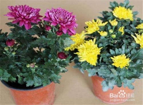 盆栽菊花种植方法：从选种到开花，让你的菊花绽放最炫丽多彩