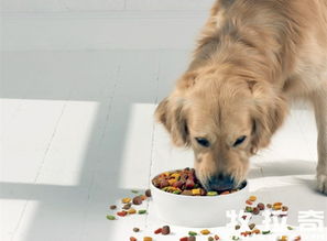 哪些零食可以喂给狗狗 