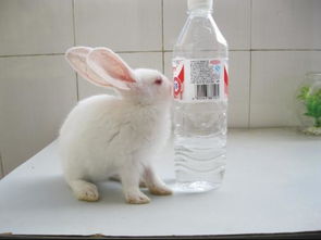 这么大的兔子一天要吃到少东西 喂多少水 