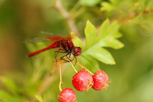 红色的蜻蜓图片 第3张