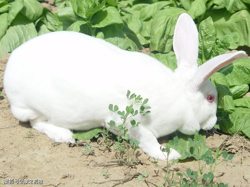 农历4月出生属兔人命好吗