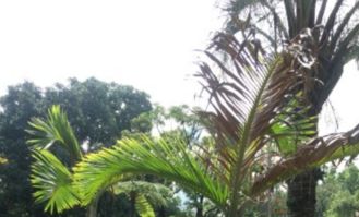 酒瓶椰子的繁殖方法及病虫害防治技术,竹虫和棕榈虫区别