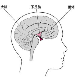 耳鬓厮磨的神经学解释是这样的 