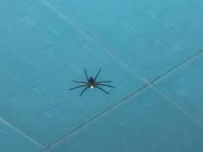 这是什么蜘蛛啊 我家厨房和卫生间 比较潮湿 经常看见有毒吗 