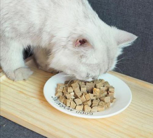 猫咪只爱吃猫粮该怎么办 学会让猫咪均衡饮食