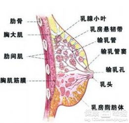 哺乳期乳腺炎的治疗法