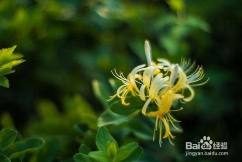 金银花怎么繁殖繁殖季节是什么季节