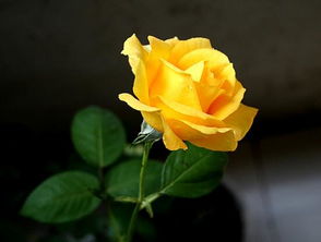 被黄昏眷恋的黄玫瑰是什么意思？