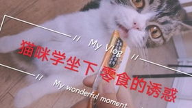 小猫一个月大怎么训练坐下（训练小猫坐下的方法和技巧）