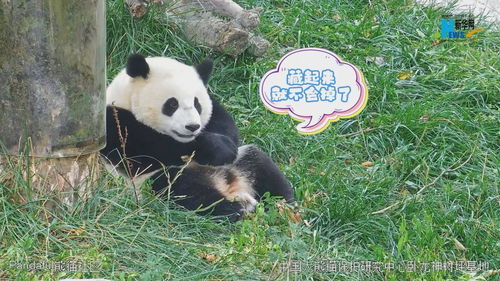 熊猫社区 确认过眼神 是一只聪明的胖哒 