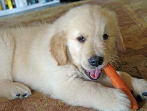 狗狗不能吃的水果和蔬菜,你知道有几个呢