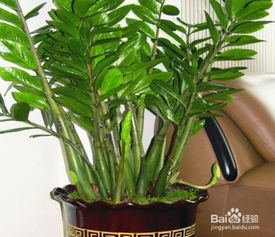 金钱树扦插方法图片：轻松培育绿意盎然的室内植物