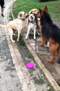 三只狗狗找二哈玩,直接吓出了表情包 