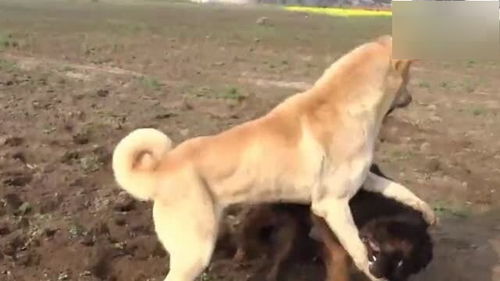 世界上最凶猛的土耳其坎高犬对阵百万藏獒,藏獒被碾压仓皇而逃 