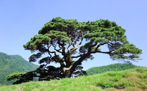 俗话说 五树进宅,人穷家败,五树是哪五种树,为什么不能栽