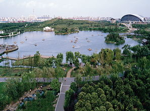 上海闵行体育公园,上海闵行体育公园枫树
