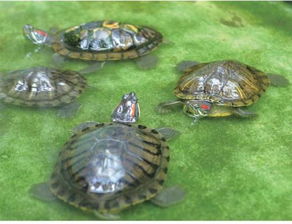 巴西龟一年最少能长多少 