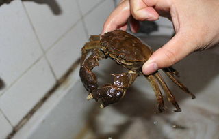 刚死的螃蟹能吃吗,刚死的大闸蟹可以吃吗,刚死的螃蟹能不能吃 