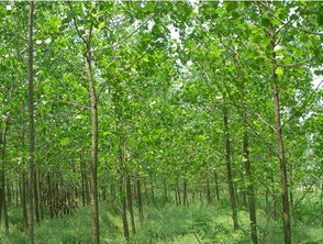 白杨树的种植技术和种植要点