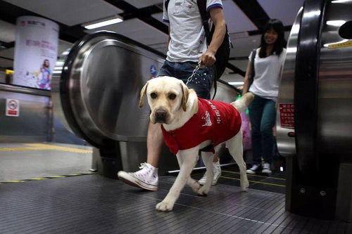 说好文明养犬,出门就 掉链子 委员建议 让养犬证能 扣分