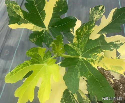 无花果高效栽培,这 3病2虫 管护不好,同样难开花结果