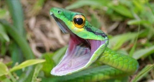 农村常见的绿瘦蛇有毒吗 你们那边有这种蛇吗