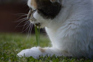 猫能吃什么绿植,猫能吃什么植物