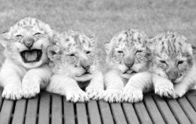 白狮虎兽首诞生一胎四雄性 成最稀有狮虎兽种类