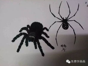 我画的蜘蛛像不像真的呢 你也来试试