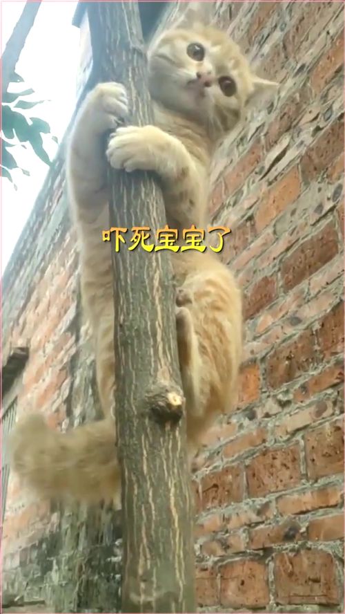 谁家的狗跑出来吓猫 