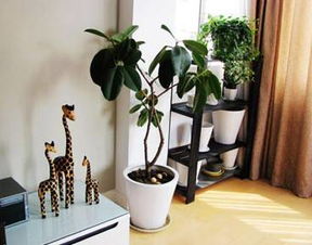 客厅摆什么绿植好？打造宜人绿色家居，让你的家充满生机与活力
