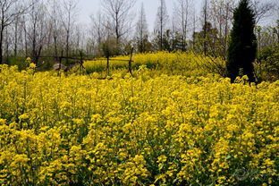 最美油菜花风景图片欣赏 最美油菜花风景图片素材图片