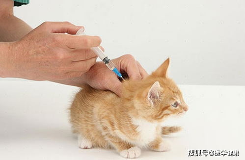如何保证宠物打疫苗的成功率 宠物疫苗是否注射成功可用过抗体检测判断