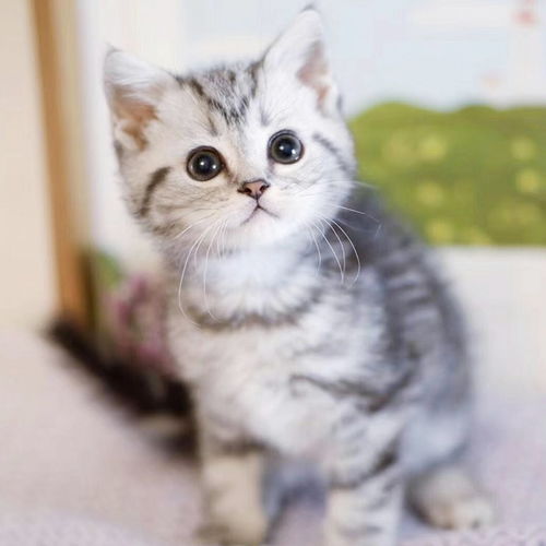 图 天津宝坻美国短毛猫幼崽多少钱一只 天津宠物猫 