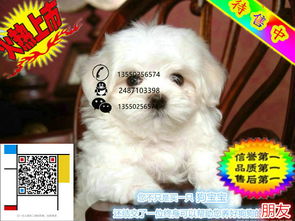 上海哪里有卖西施犬的 西施多少钱一只 西施好养吗