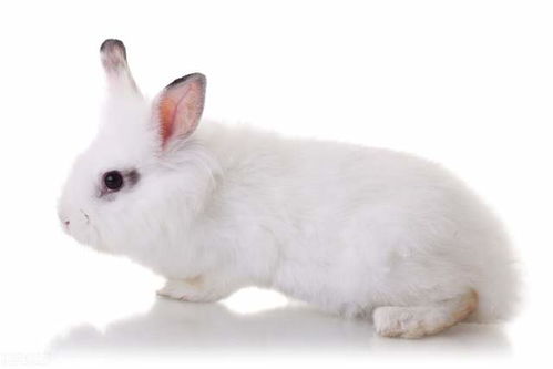 兔子流乳白色眼泪,兔子为什么眼泪是乳白色的
