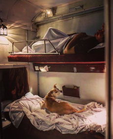善良夫妻带着狗狗坐火车旅行,这在印度还是第一次